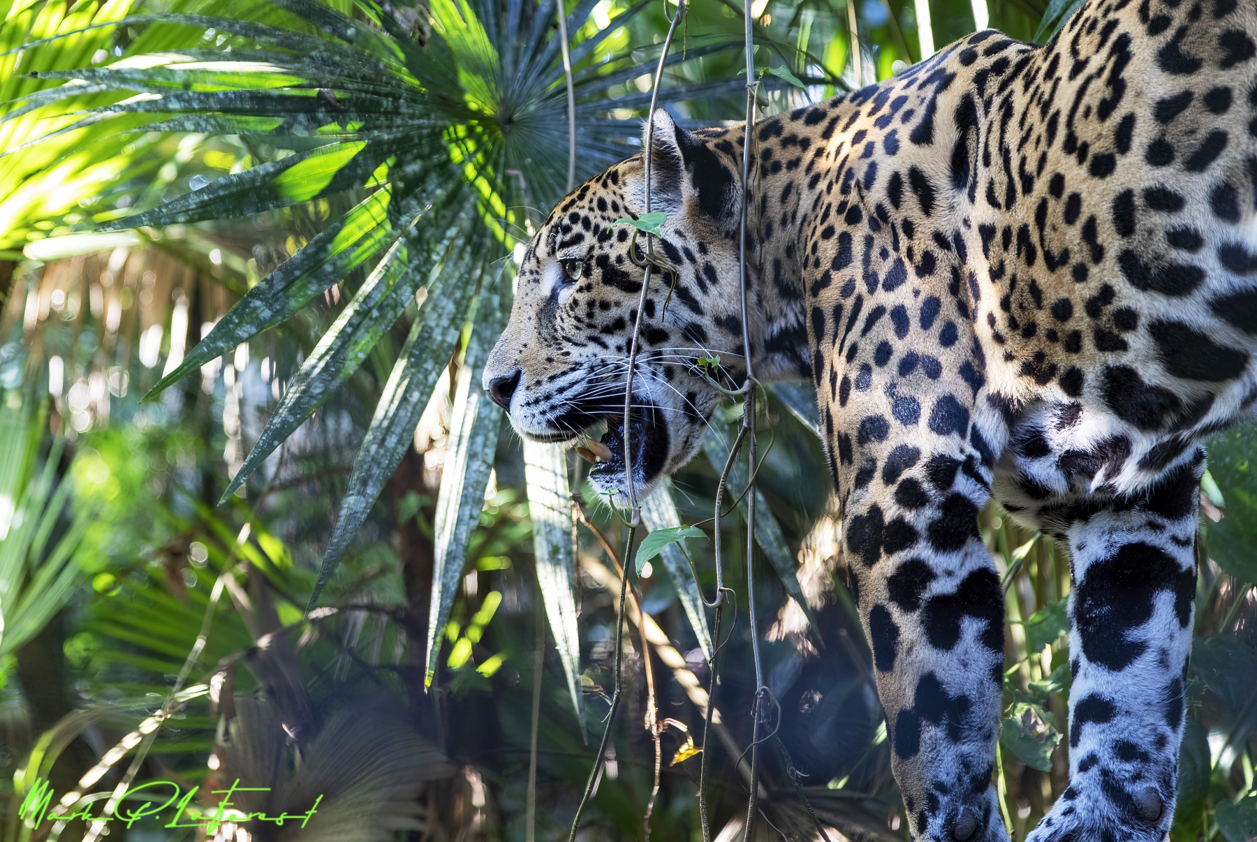 /gallery/central_america/Belize/Belize/belize zoo/Jaguar Belize 2019-003_med.jpg